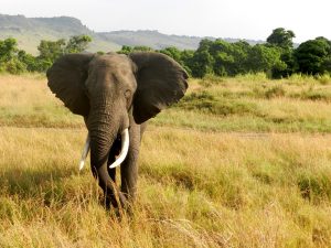 elefante-safari-jungle