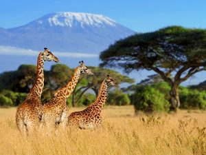 Three Giraffe On Kilimanjaro Mount Background