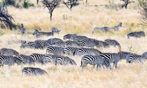 safari-la-gran-migracion-serengueti-12