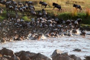 safari-la-gran-migracion-serengueti-14