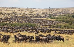 safari-la-gran-migracion-serengueti-15