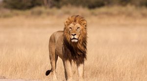 safari-lo-mejor-de-tanzania-10