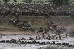 safari-lo-mejor-de-tanzania-11