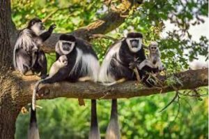 arusha-national-park