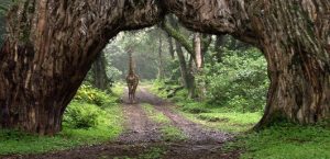 arusha-national-park1