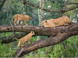 lake-manyara1