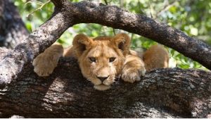 manyara