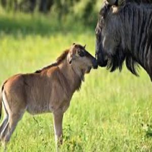 ngorongoro1