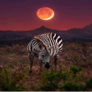 serengeti