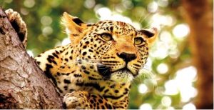 serengeti2
