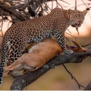 tarangire
