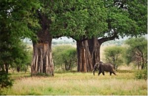 tarangire1