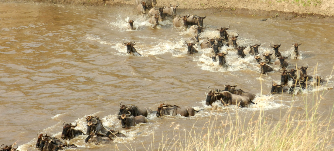 The Great Migration